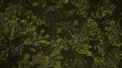 Pan Over Green Trees Stock-Footage 201631187