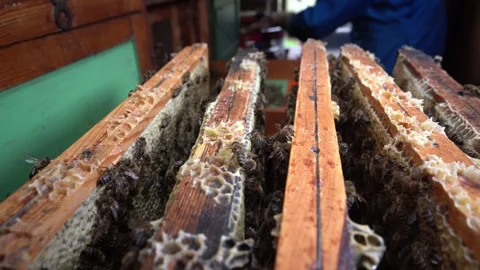 Pan Over Honeycomb Frames2 Stock Footage 340121470