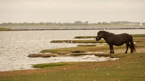 Pan over the island with sam horses Video stock 252183197