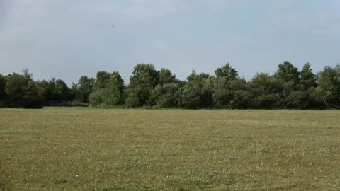 Pan over the large grass plain on Stampersplaat (nature island).mp4 Stock Footage 254147464