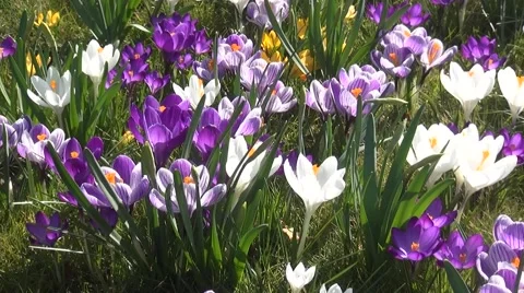 Pan over left over crocuses Stock Footage 47818940