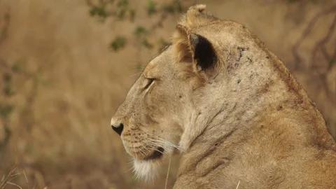 Pan over Lioness laying down head up 動画素材 102364079