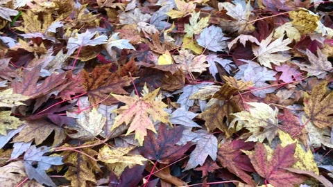 Pan over many autumn fall maple leaves background Stock Footage 82041192