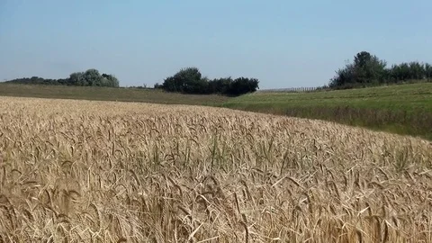  Pan over a Nice yellow cornfield Stock Footage 82621716
