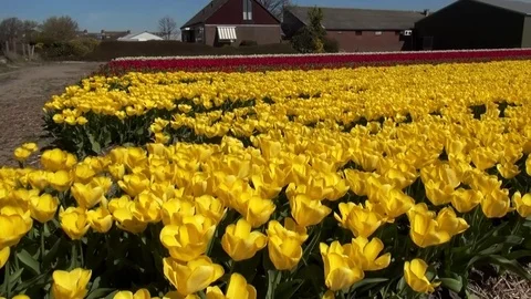 Pan over the nice yellow tulips Stock Footage 82533486