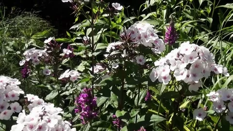 Pan over the phloxs  Video stock 150197261