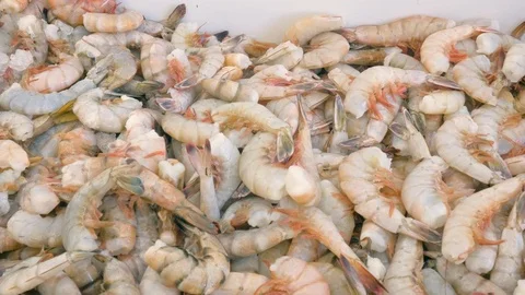 Pan Over a Pile of Raw Shrimp at a Fresh Fish Market in 4k Stock Footage 99005845