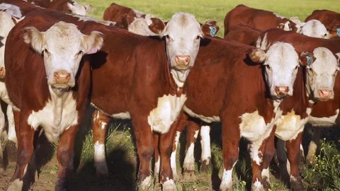 Pan over Polled Hereford cows and calves in field. Full HD Stock Footage 296352819