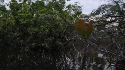 Pan over rainforest to canoe Stock Footage 41855936