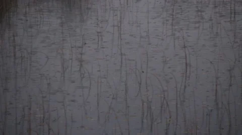 Pan over reeds while it rains Stock Footage 44212086