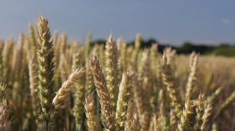 Pan over ripening wheat Stock Footage 26006631