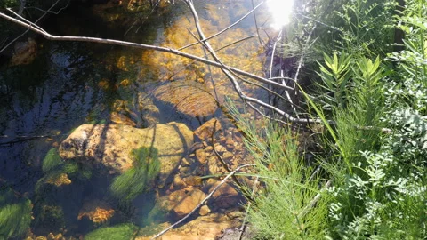 Pan Over a Serene Mountain Stream Stock-Footage 134770141