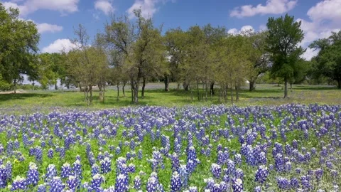 Pan over Super Bloom, meadow covered in tall bluebonnets, Texas Hill Country Stock Footage 237880015
