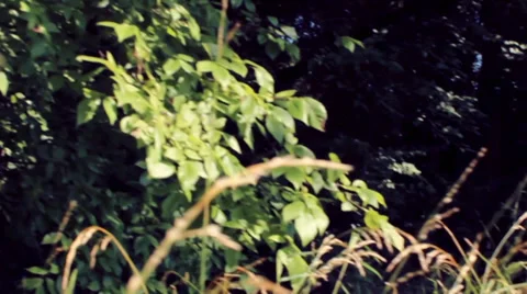 Pan over tall grass Stock Footage 39932362