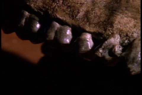 Pan over teeth in jawbone of an early human. Stock Footage 86752468