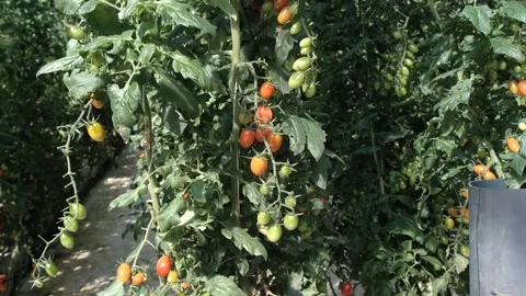 Pan over Tomato Plants Stock Footage 288336333