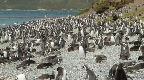 Pan Over Tousands of Magellanic Penguins on Rocky Shores of the Beagle Channel Stock Footage 55198633