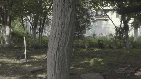 Pan Over Tree in a Park Romania 库存影片 148526577