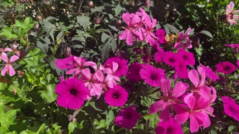 Pan Over Various Flowers in Close-Up in 4K Video stock 317583976