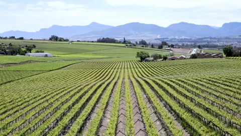 Pan over the vineyards Stock Footage 288218397