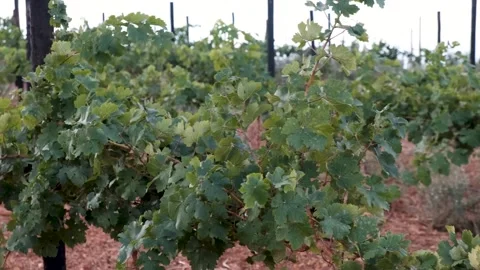 Pan over vineyards in the wind Stock Footage 288336346