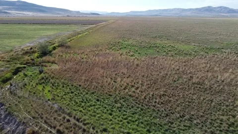Pan Over Wetlands 库存影片 282304949