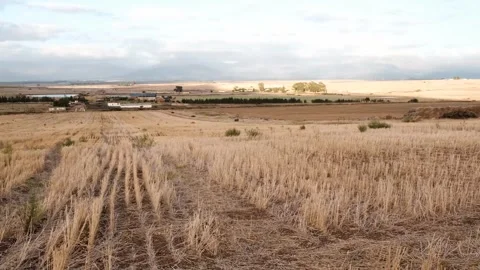 Pan over wheat field Stock Footage 288336343