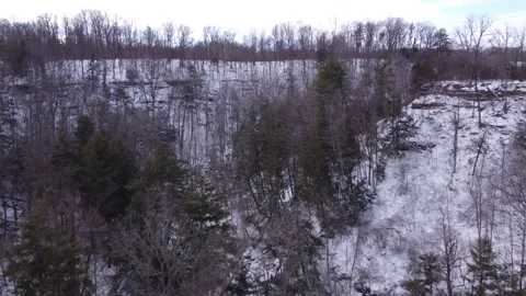 Pan over winter forest Stock Footage 228476035