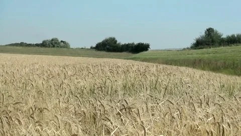  Pan over yellow corn in the Netherlands Video stock 82621688