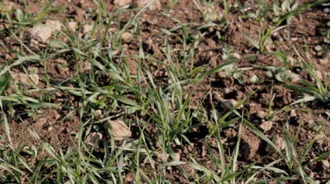 Pan over young wheat Stock Footage 22998630
