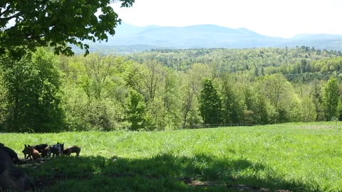 PAN TO PIGLETS Stock Footage 182043848