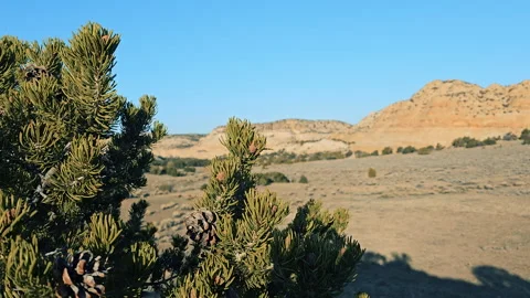 Pan-Pine boughs to desert mountain-Rack focus Stock Footage 241298634