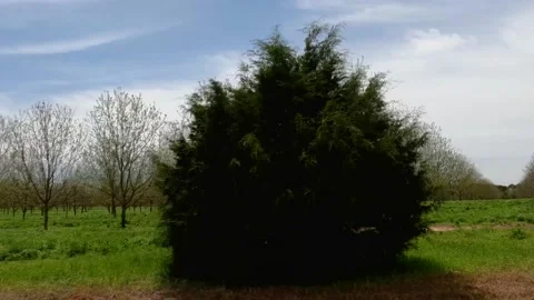 Pan of pine bush and beautiful golden green shaded pecan trees in the south Stock Footage 178681909