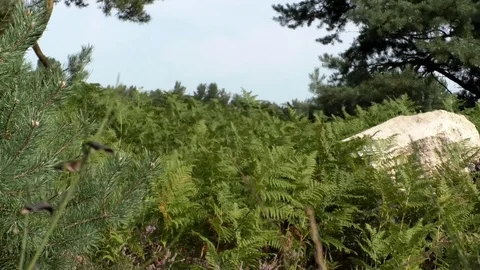 Pan: Pine tree, ferns and two rocks in the midst of a heathland, rural Germany Stock Footage 79829714