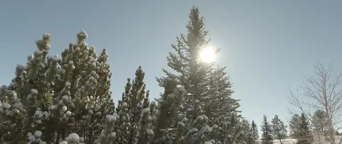 Pan Up Pine Tree Fresh Snow Stock Footage 231833678