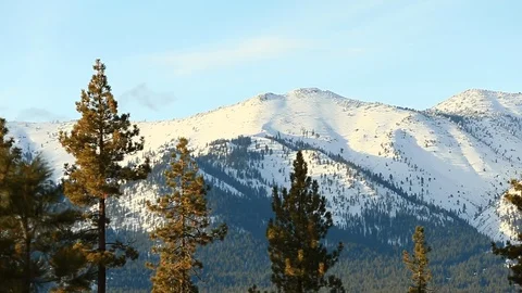 Pan of Pine Trees with Snow Capped Mountains in Afternoon Light Stock Footage 101458325