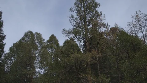 Pan Pine Trees to Yosemite Falls Stock Footage 122400465