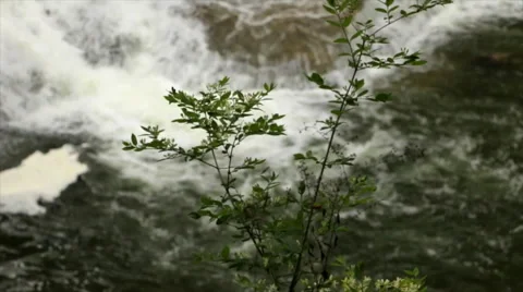 Pan From Plant to Waterfall Cascading Over Ledge, Lush Forest Waterfalls Stock Footage 50415486