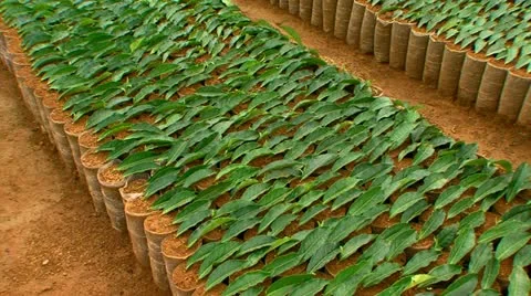 Pan Planted Tea Nursery Vidéo 10921443