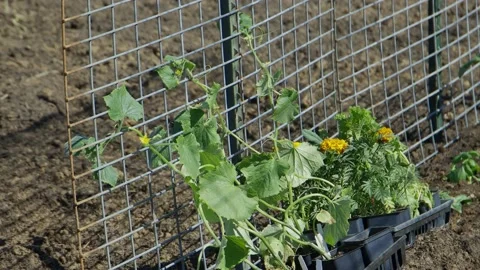 Pan of plants Stock Footage 197876761
