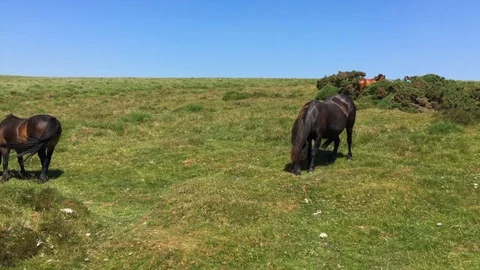 Pan from ponies, grazing grass to empty road in the Dartmoor National Park Stock Footage 94957084