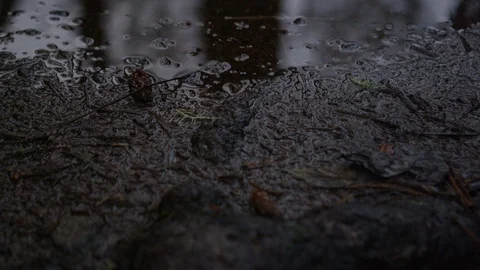 Pan up on a puddle on a muddy forest path with rain sprinkling down Stock Footage 125118584