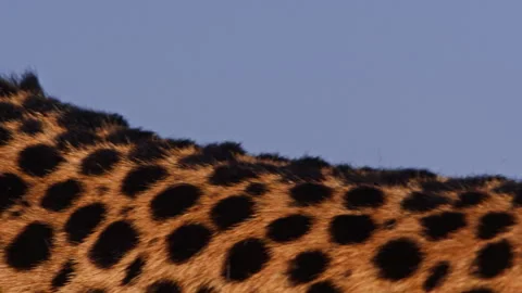 Pan rack focus of a cheetah's skin pattern under the morning light Stock Footage 256927099