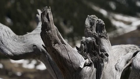 Pan-Rack focus-Dead pine stump to high Colorado mountain forest Stock Footage 76360111
