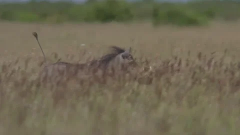 Pan rack focus of a warthog running through long grass in Africa Stock Footage 260851720
