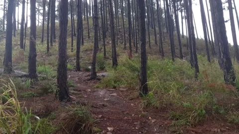 Pan up in the Rain 스톡 동영상 133599339