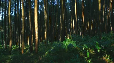 Pan in the rainforest Stock Footage 22142446