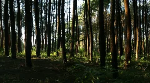 Pan in the rainforest Stock Footage 22292028