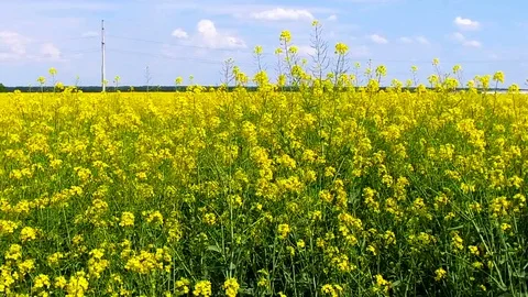 Pan of a rape field on countryside Stock Footage 111190745