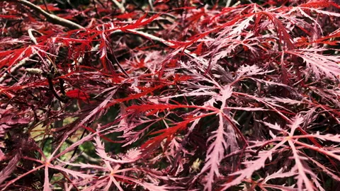 Pan on a red Japanese maple Vídeos de archivo 245696111